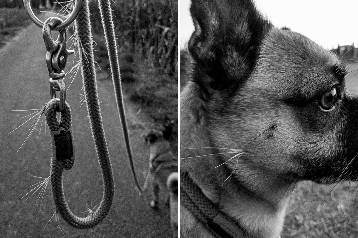 GetreideGrannen beim Hund Aufgepasst beim Gassi Gehen!