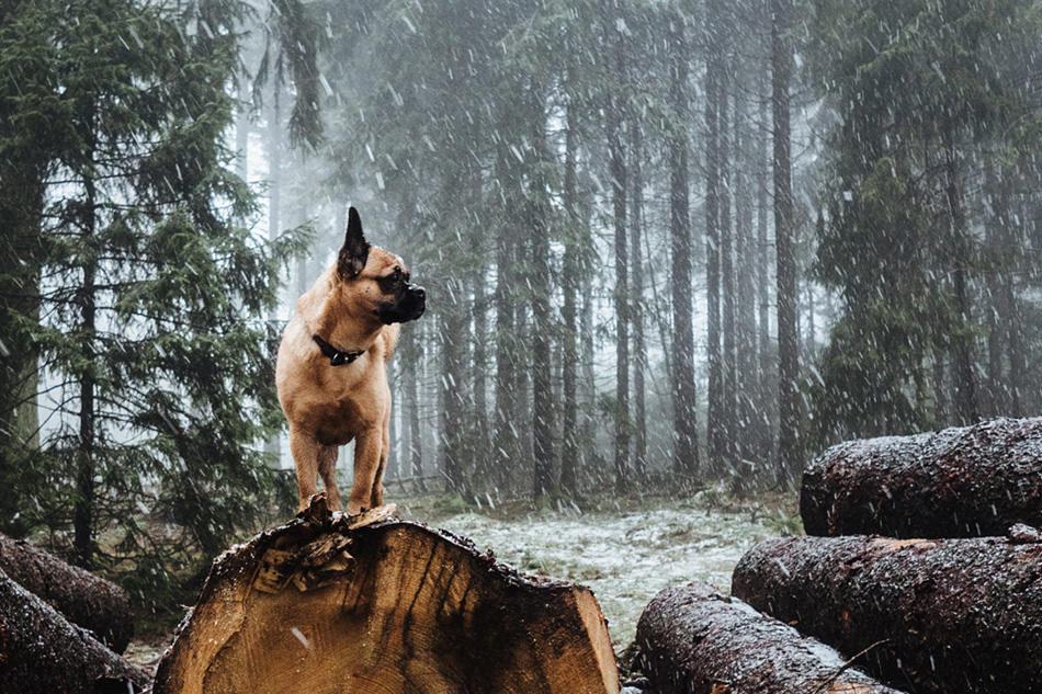 hund gassi beschaeftigung 01