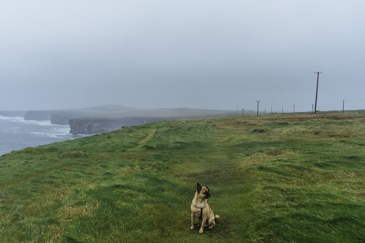 Mit Hund in Irland Loop Head im County Clare