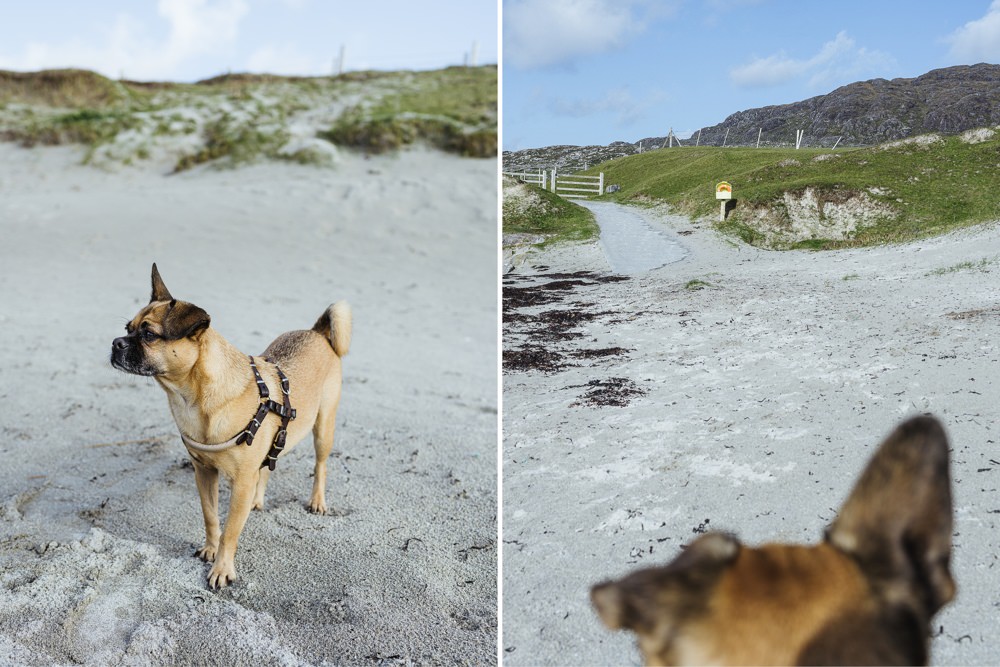 Ausflug mit Hund Irland Connemara DogsBay