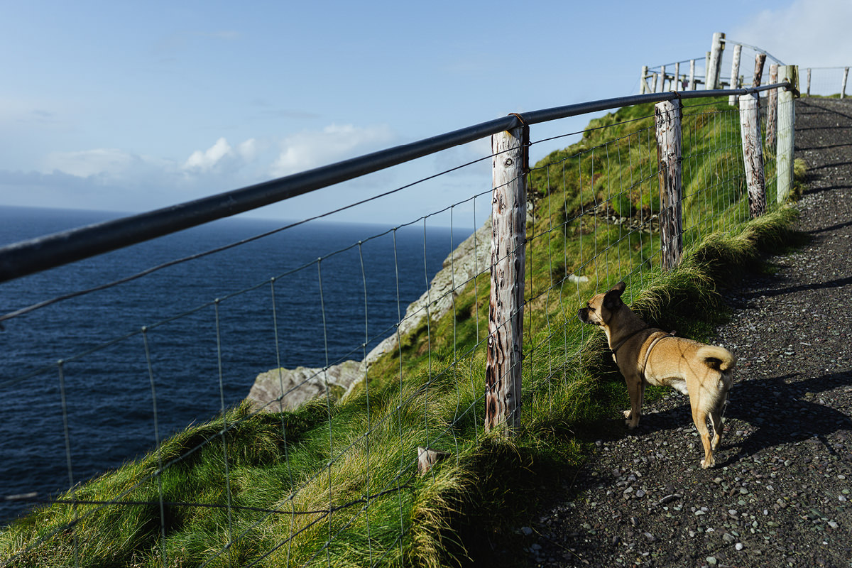 Ausflug mit Hund Irland Kerry Cliffs 