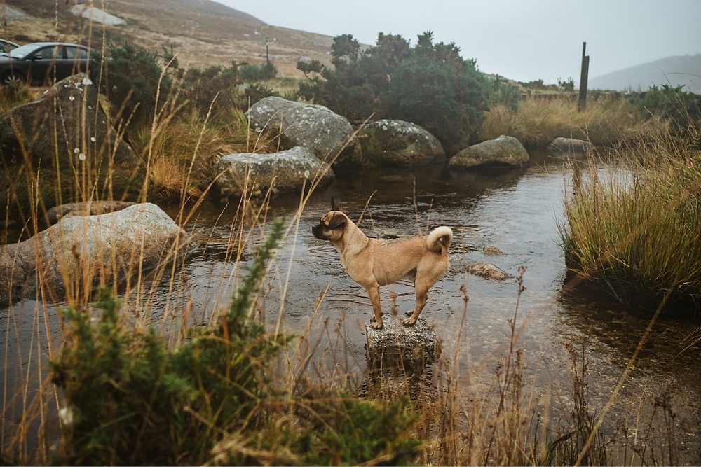 Ausflug mit Hund Irland Wicklow Glendasan Valley