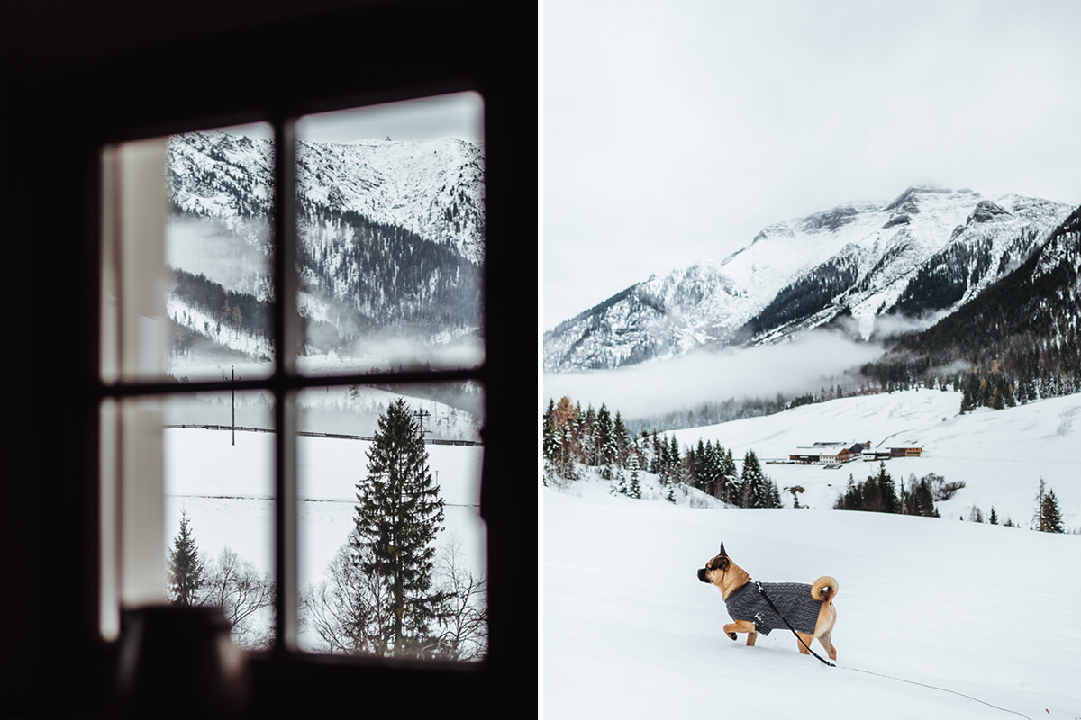 Ausflugsziel Achensee Hund 000