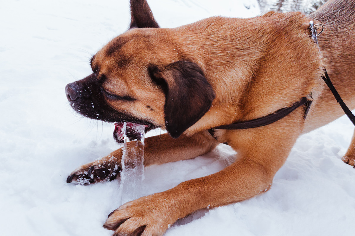 Ausflugsziel Achensee Hund 0006