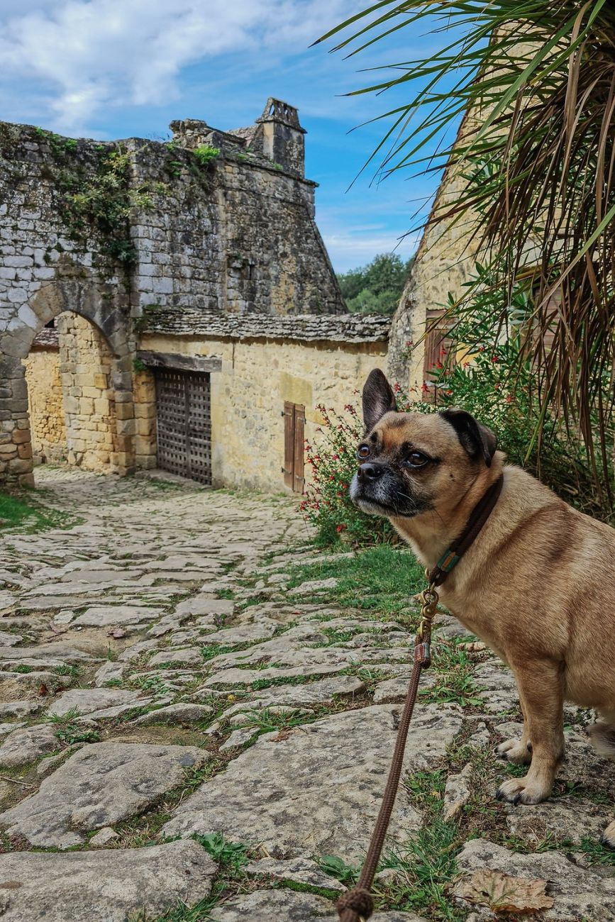 Mit Hund auf der Burg Beynac, Dordogne