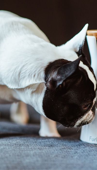 ANZEIGE | Hundekamera Furbo: Spaßiges Gadget oder sinnlose Überwachung?