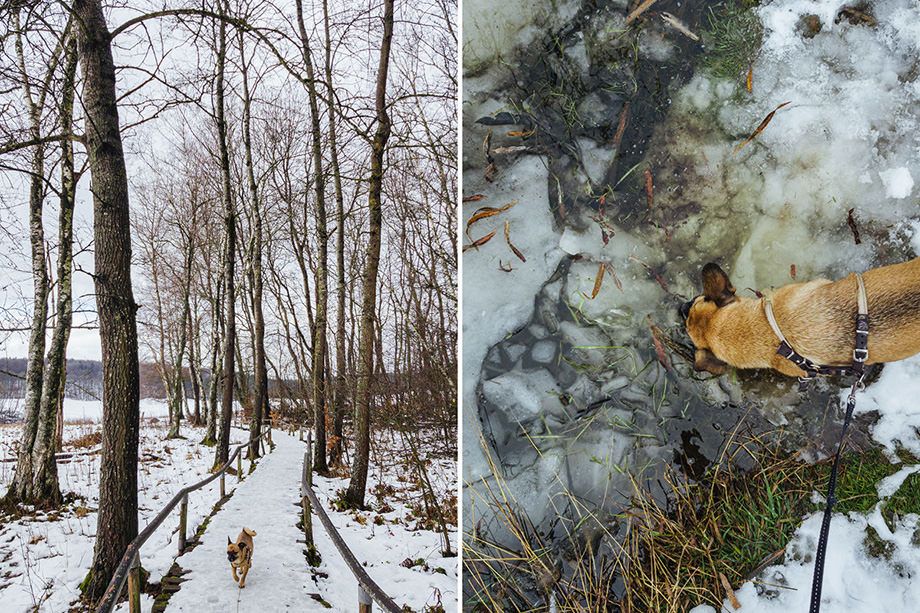 GASSI GEHEN IN LENNINGEN - MIT HUND AM SCHOPFLOCHER MOOR