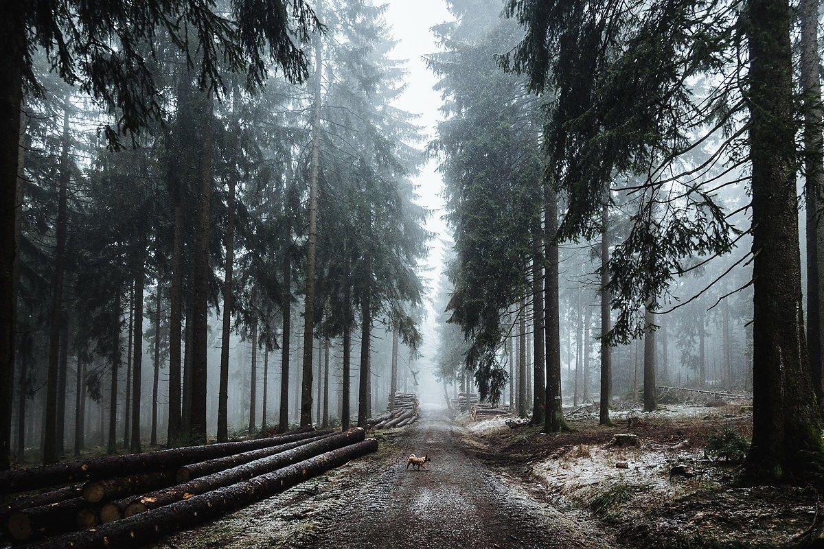 MIT DEM HUND AM KLEINEN FELDBERG - GASSI GEHEN IN SCHMITTEN