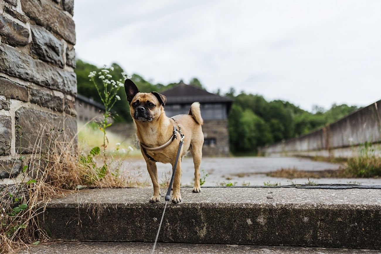 Nationalpark Eifel - Vogelsang IP mit Hund