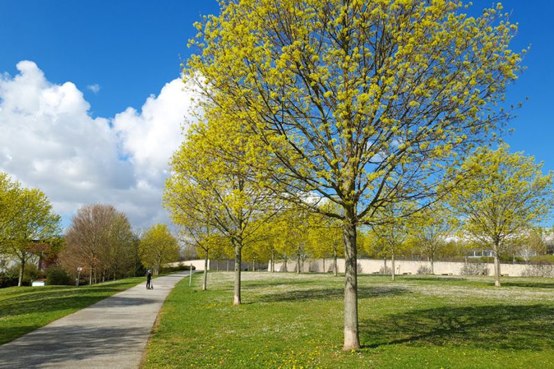 GASSI GEHEN IN FRANKFURT - MIT HUND IM BONIFATIUS PARK