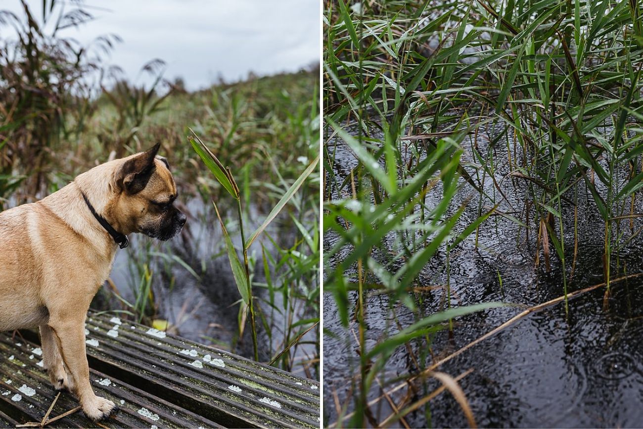 Mit Hund am Lough Boora