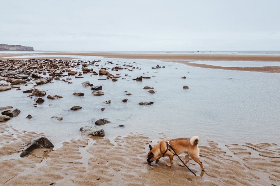 Ausflug mit Hund - Omaha Beach, Frankreich