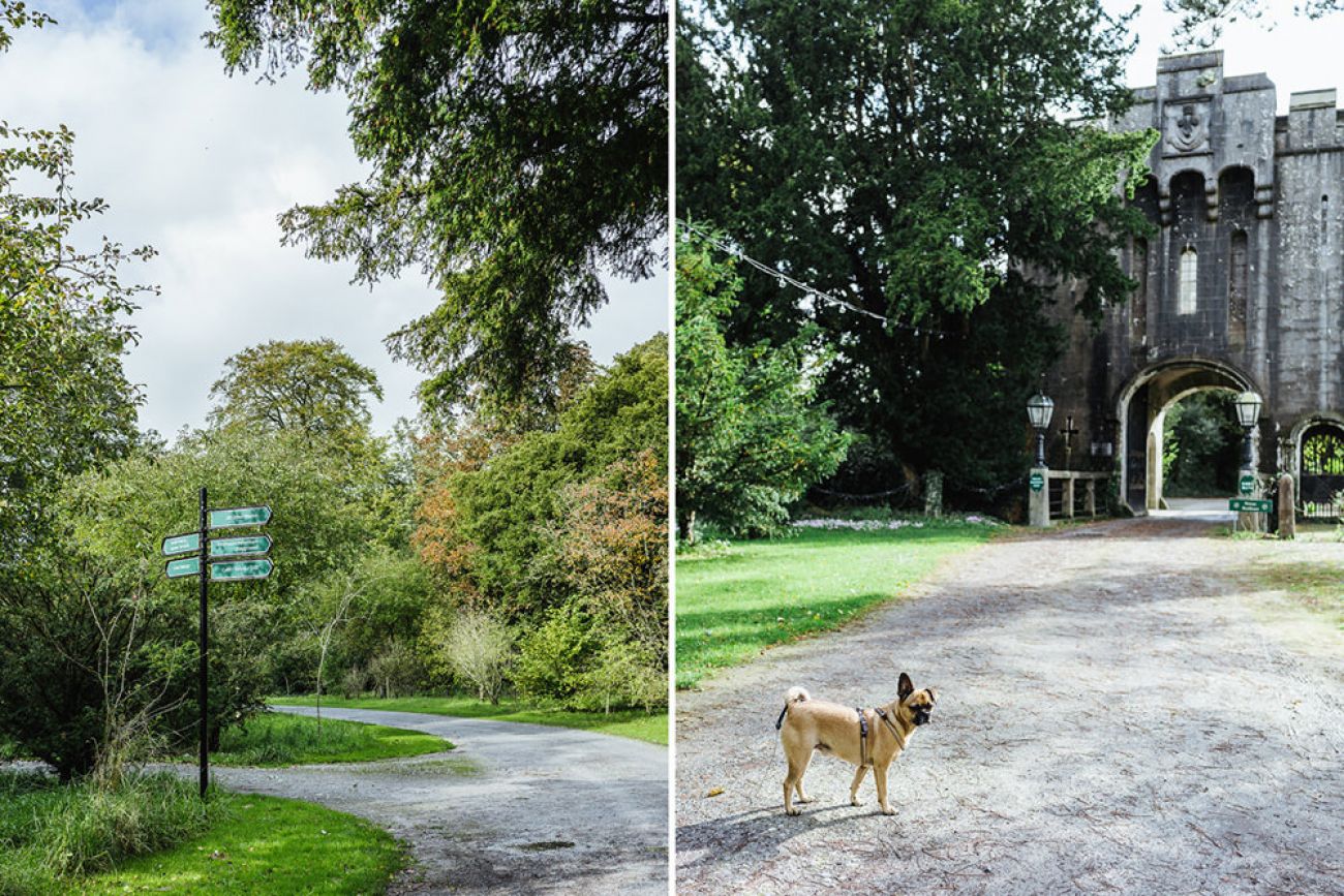 Birr Castle mit Hund, Offaly Irland