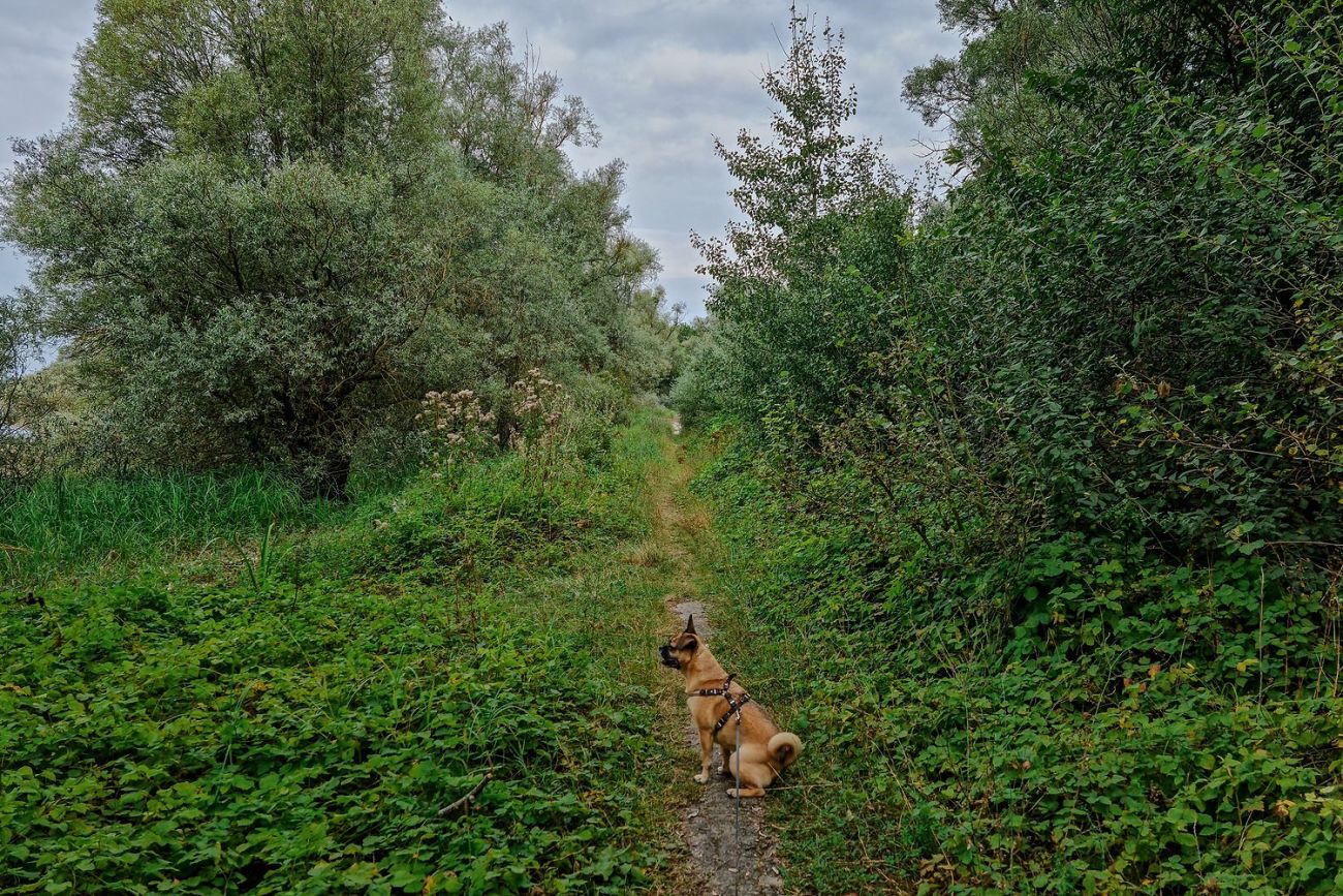 Ausflug mit Hund zum Naturpark Forêt d’Orient