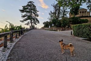 Gassi gehen in Stuttgart - Mit Hund auf dem Rotenberg, Grabkapelle Stuttgart