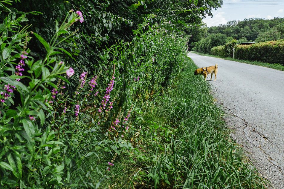 Gassi gehen in Kirchheim Teck - mit Hund am Wasserturm