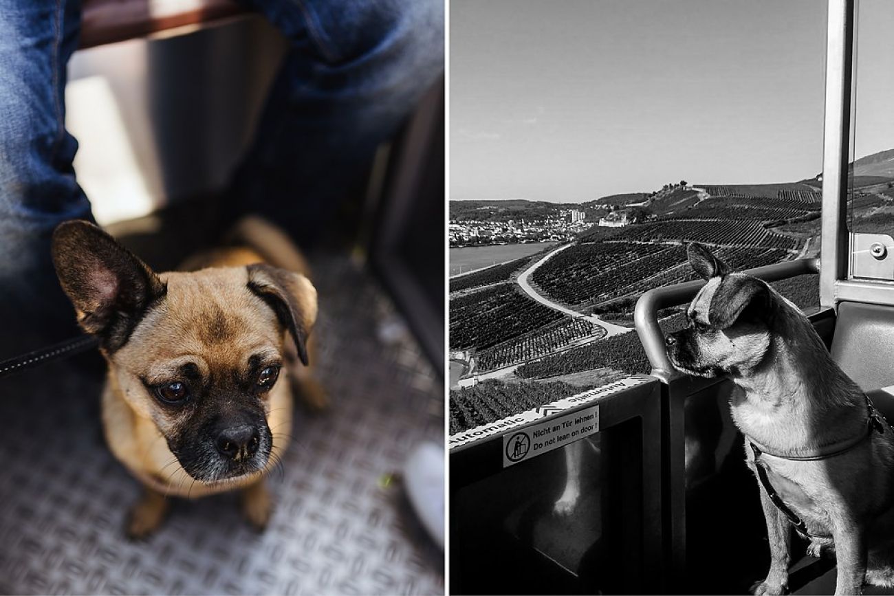 Rund um den Rhein - Seilbahnfahrt mit Hund