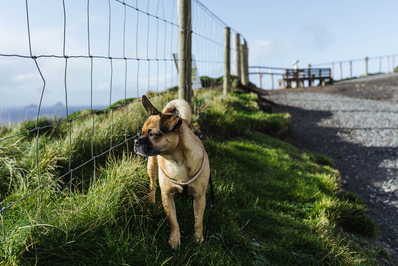 Mit dem Hund an den Kerry Cliffs in Irland