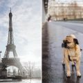 Mit Hund in Paris - Eifelturm