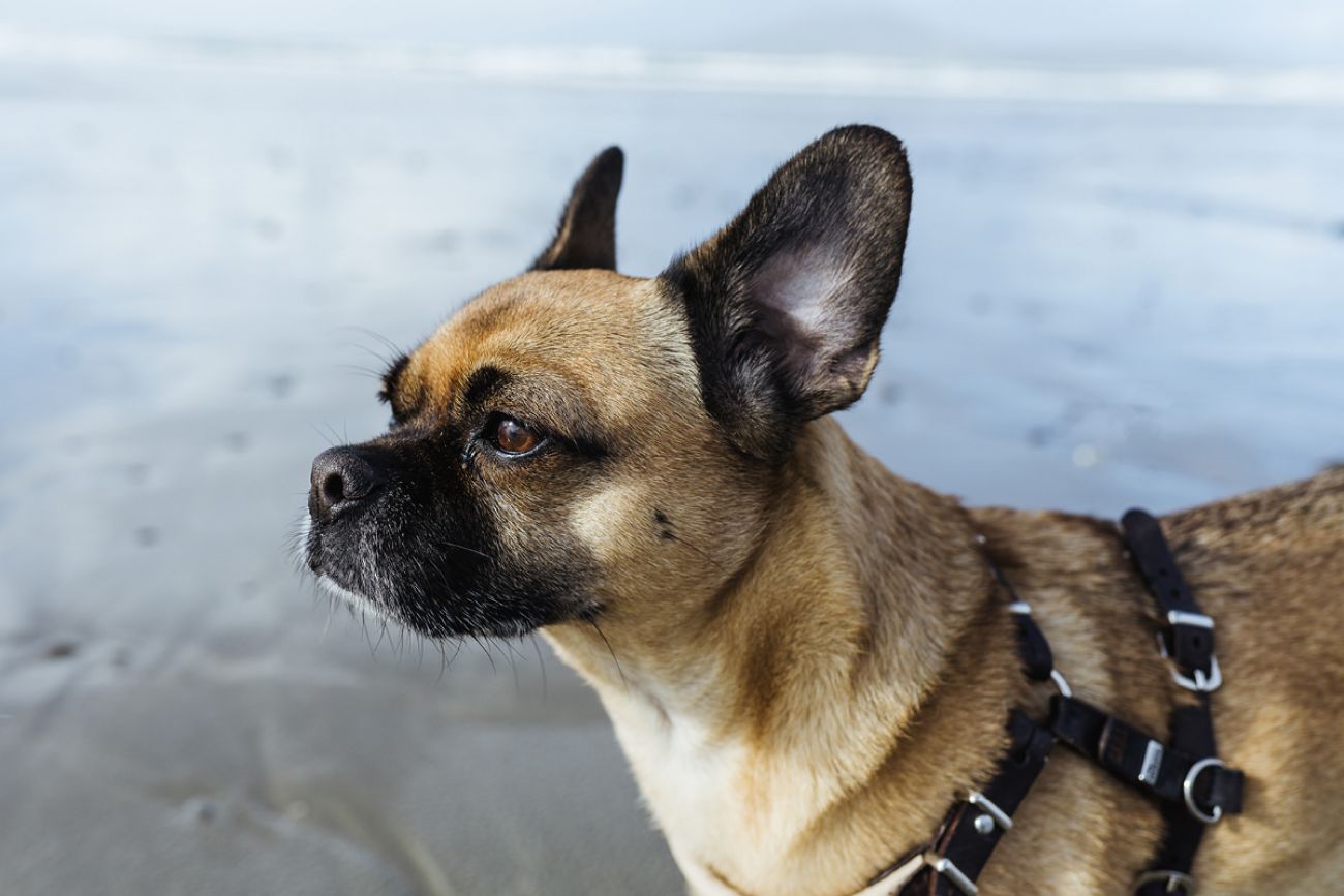 Mit dem Hund am Steinstrand in Irland - Carrowinskey Beach in Mayo