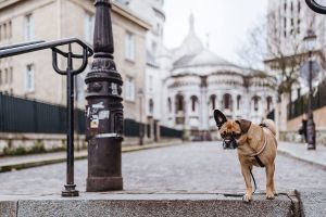 Mit Hund in Paris -  Sacre Coeur