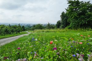 GASSI GEHEN IN FRIEDBERG - MIT HUND AN DER HOLLARKAPELLE