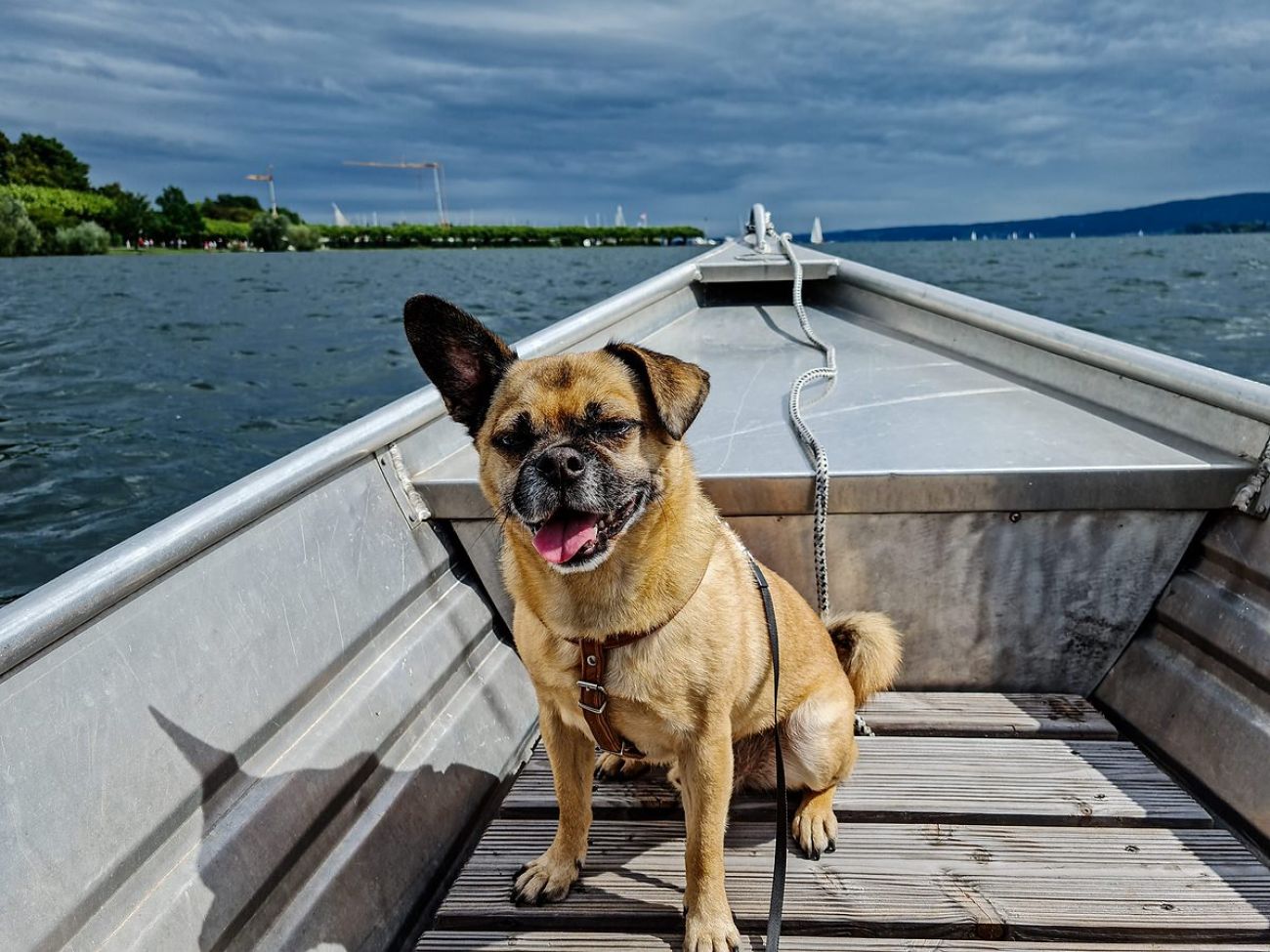 Ausflugsziel mit Hund - Seepromenade in Radolfzell