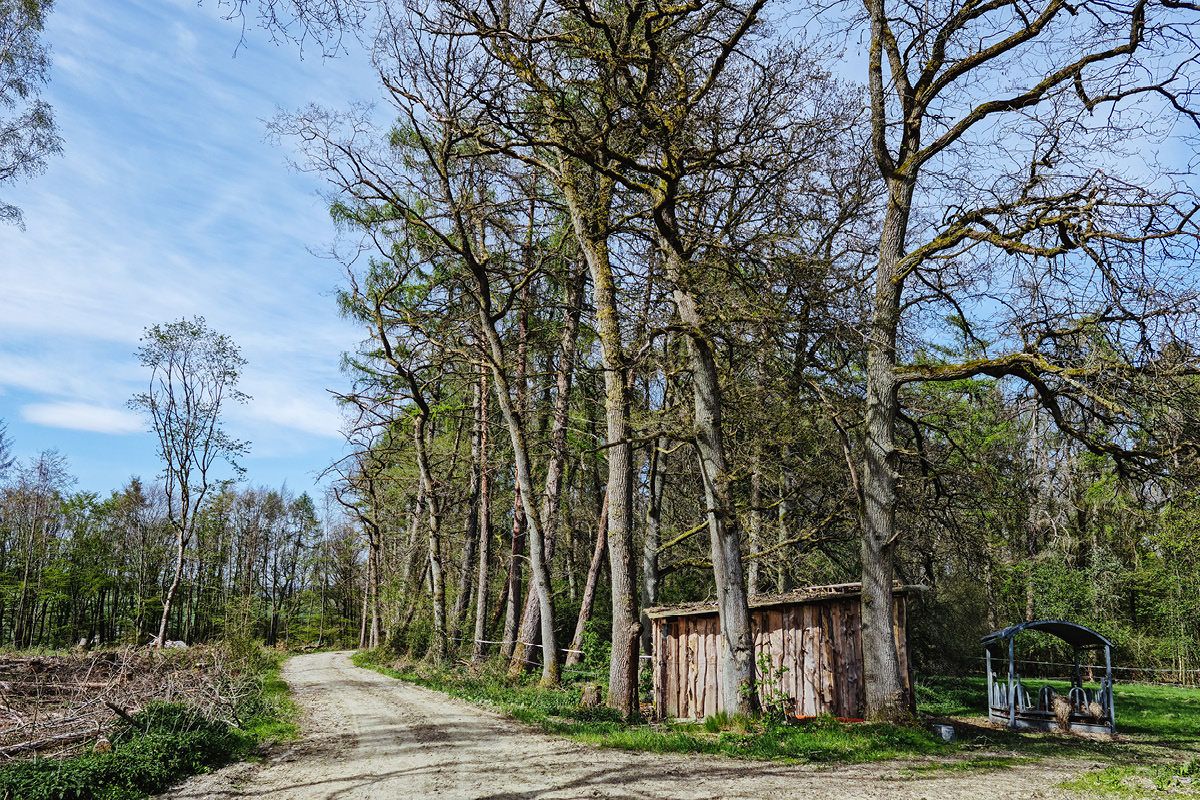 GASSI GEHEN IN NEU ANSPACH - MIT HUND IM WALD