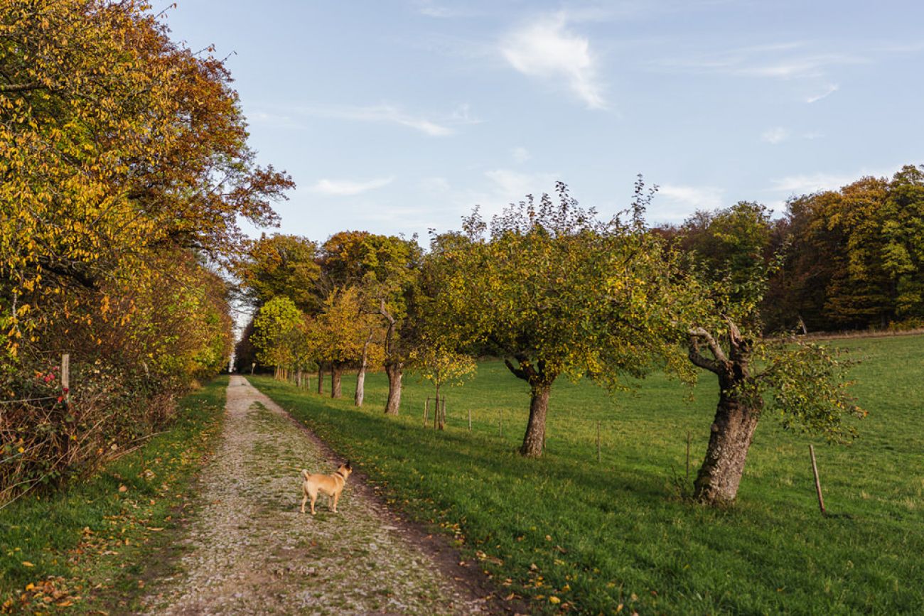 Ausflugsziel mit Hund: Burgruine Rossel im Rheingau
