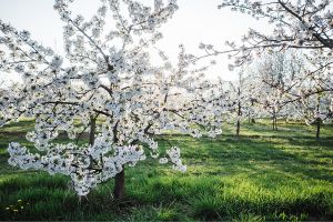 MIT HUND UNTER KIRSCHBLÜTEN - GASSI-GEHEIMTIPP IN OCKSTADT