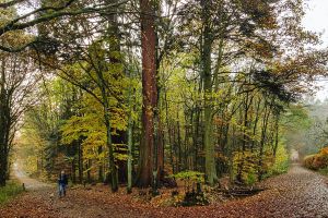 Ausflugsziel mit Hund - Mammutbaeume Oberursel, Taunus