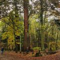 Ausflugsziel mit Hund - Mammutbaeume Oberursel, Taunus
