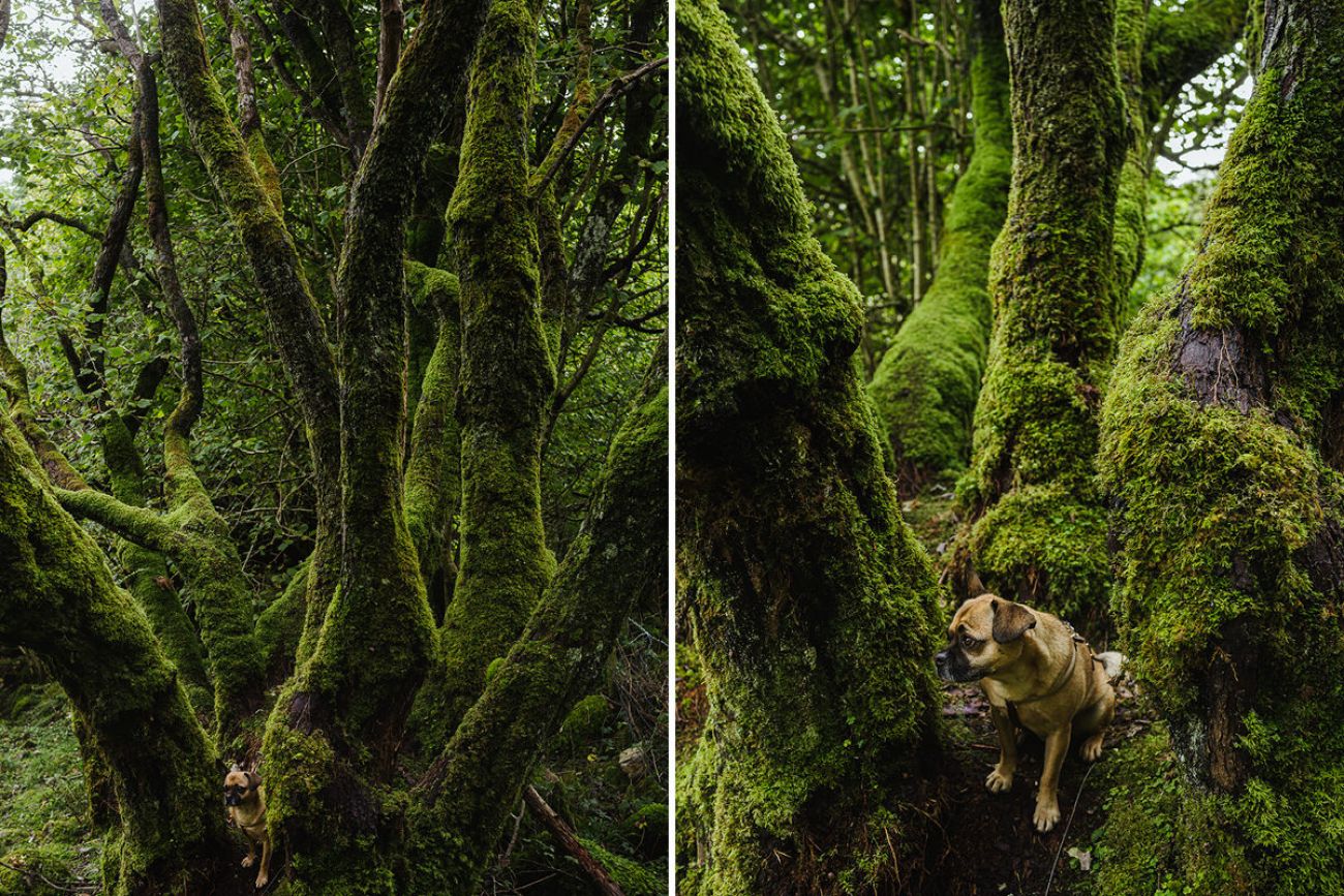 Mit Hund am Devils Chimney in Sligo, Irland