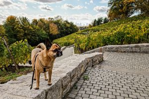 GASSI GEHEN IN FRANKFURT - MIT HUND AM LOHRBERG