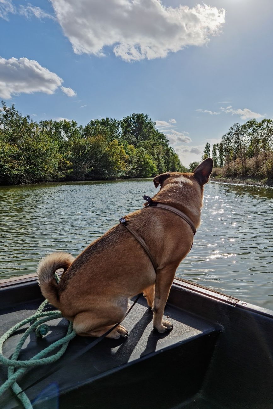 Naturpark Marais Poitevin: Ein perfekter Ausflug mit deinem Hund