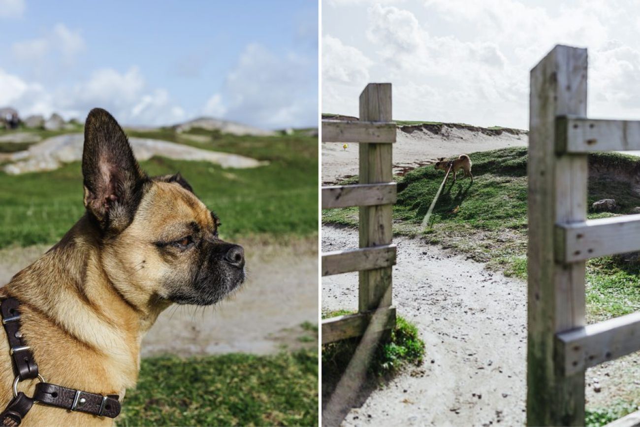 Dogs Bay - Connemara mit Hund