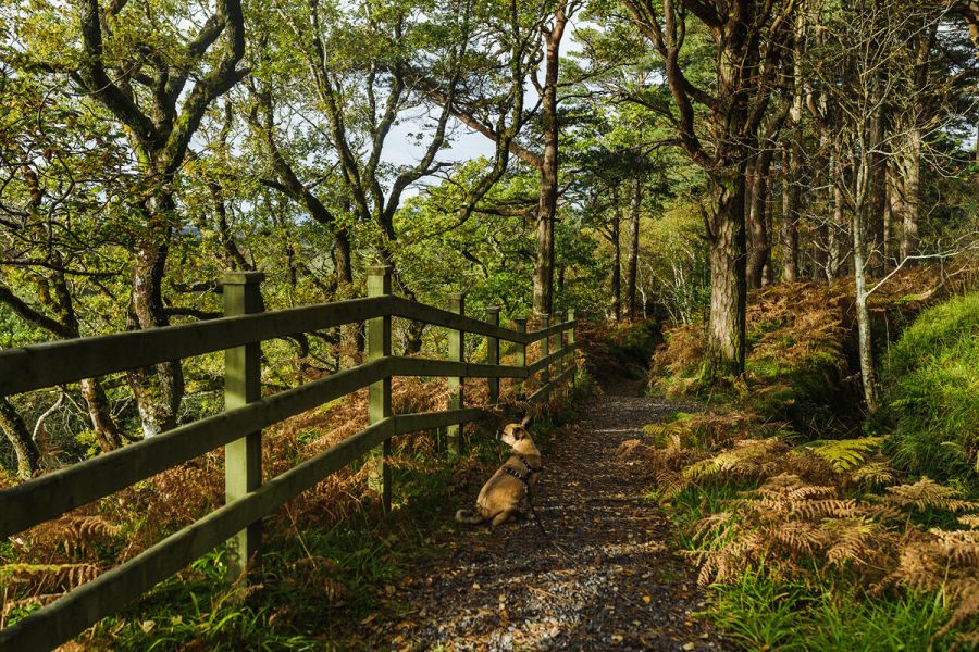 Rundweg am Gleniff Horseshoe - Mit Hund in Sligo, Irland