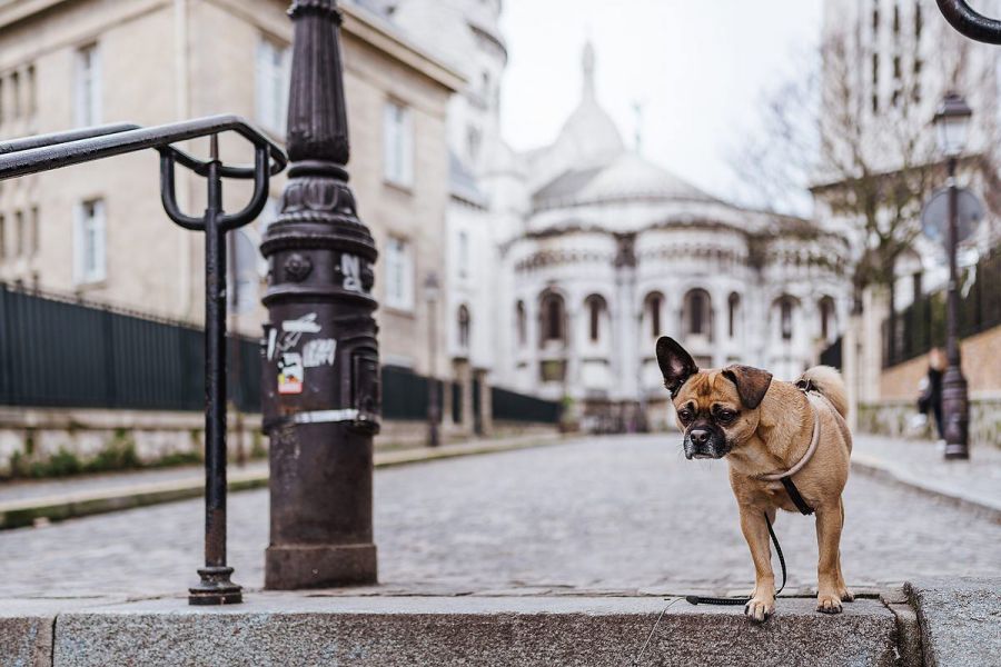 Ausflug mit Hund - Sacre Coeur de Montmartre