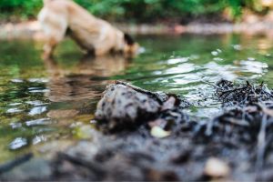 MIT HUND AM WASSER - GASSI GEHEN IN OBERERLENBACH