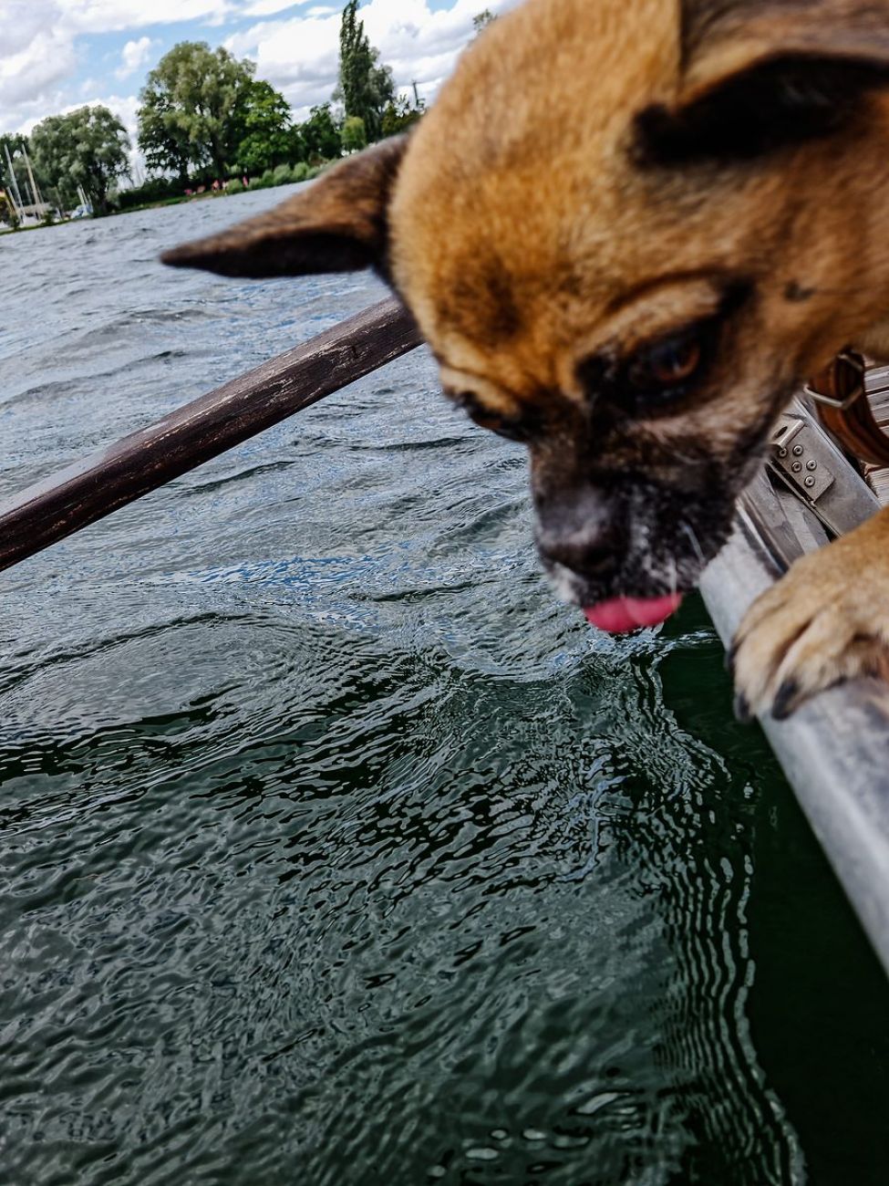 Ausflugsziel mit Hund - Seepromenade in Radolfzell