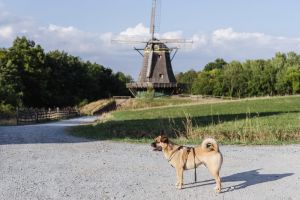 Mit Hund im Taunus - Ausflug in den Hessenpark