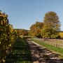 GASSI GEHEN IN OESTRICH-WINKEL - MIT HUND AM SCHLOSS VOLLRADS