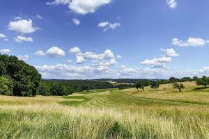 GASSI GEHEN IN NOTZINGEN - MIT HUND DURCH DEN WALD