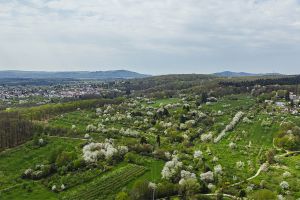 MIT HUND ÜBER DIE OBSTWIESEN - GASSI GEHEN IN MAMMOLSHAIN