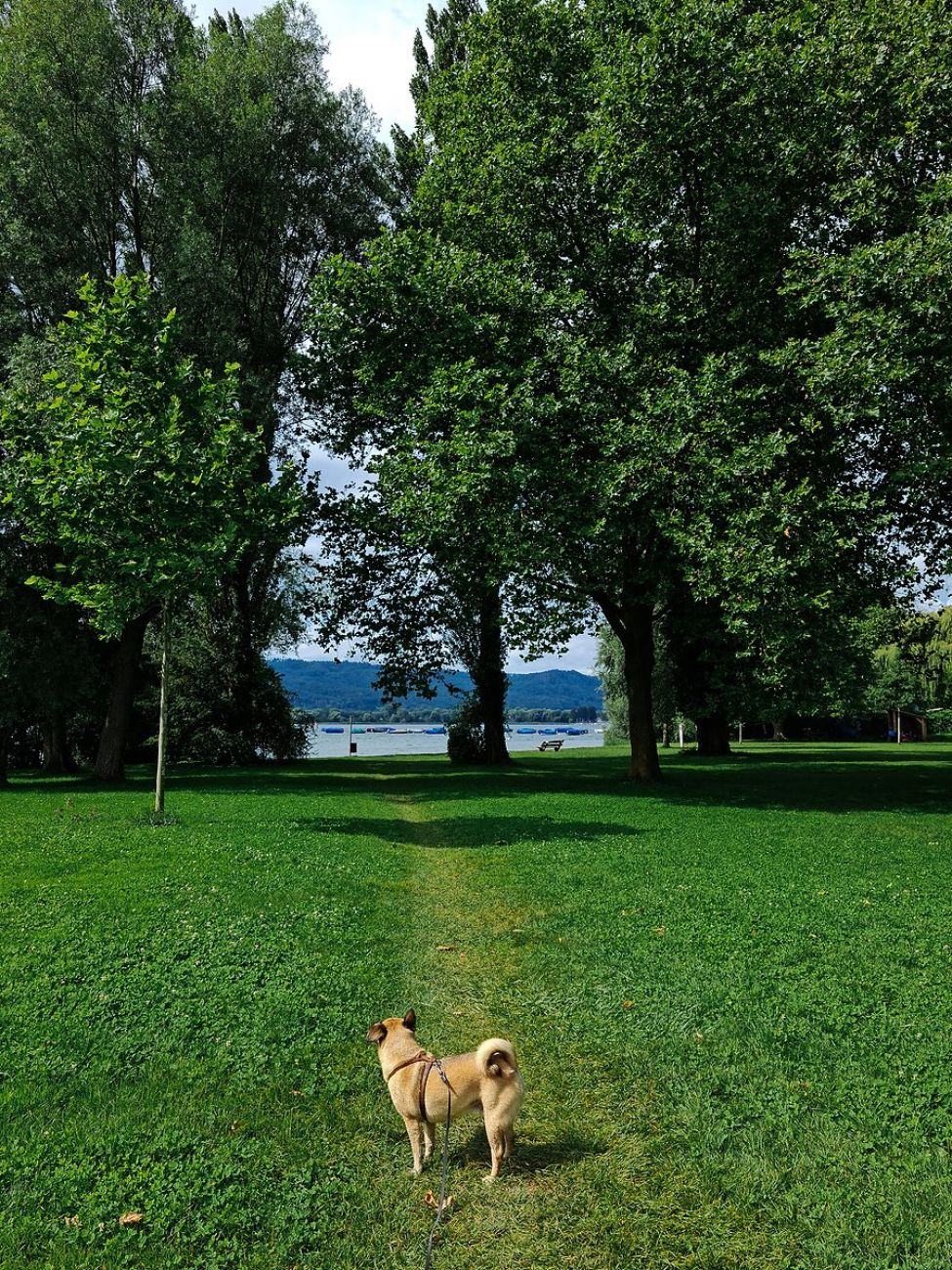 Ausflugsziel mit Hund - Seepromenade in Radolfzell