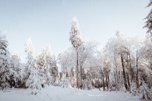 MIT HUND AUF DEM GROSSEN FELDBERG- GASSI GEHEN IN SCHMITTEN