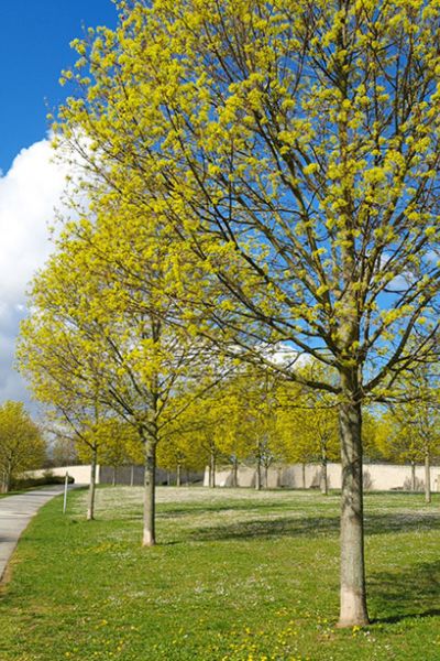 GASSI GEHEN IN FRANKFURT - MIT HUND IM BONIFATIUS PARK
