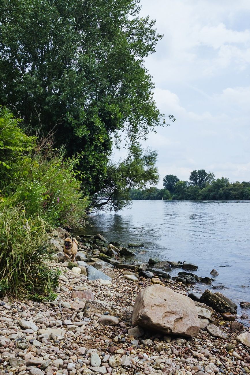Ausflugsziel mit Hund - Hundestrand Flörsheim