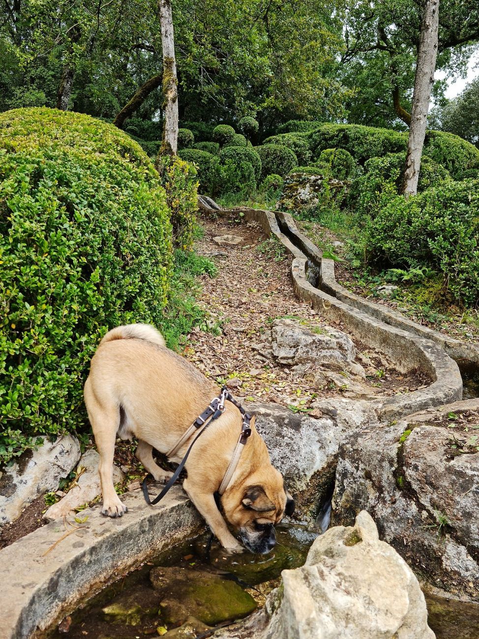 Mit Hund im Les Jardin de Marqueyssac - Dordogne
