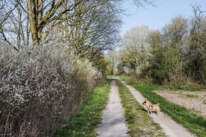 GASSI GEHEN IN DREIECH - MIT HUND AUF DEN BORNWALD FELDERN